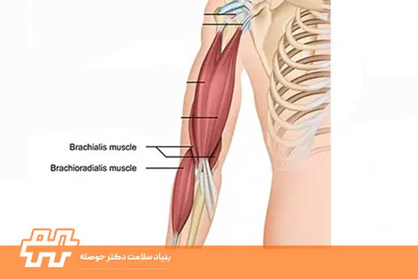 عضلات براکیالیس