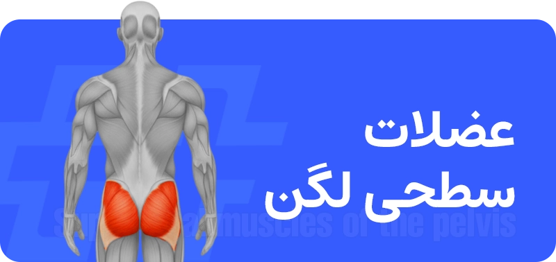 عضلات عمقی میان‌تنه (Deep Core Muscles)