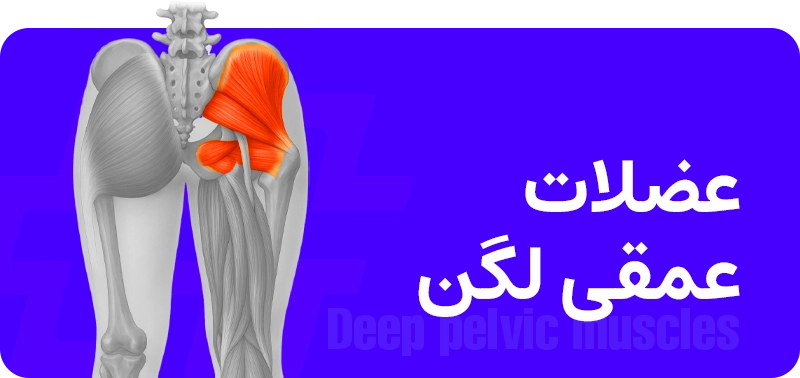 عضلات عمقی میان‌تنه (Deep Core Muscles)