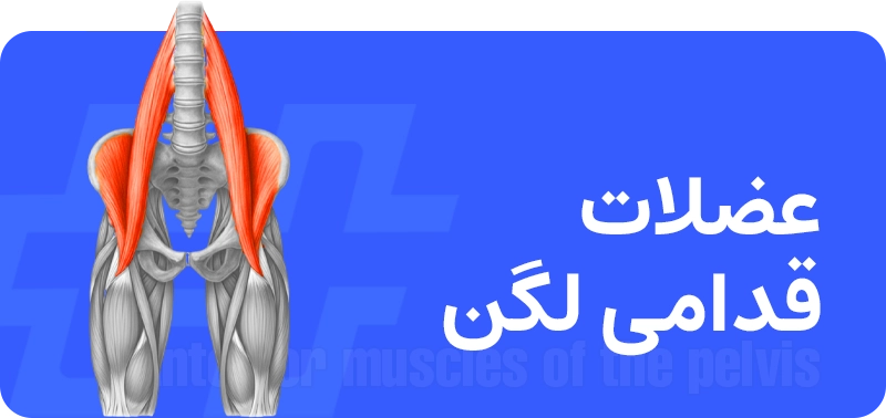 عضلات عمقی میان‌تنه (Deep Core Muscles)