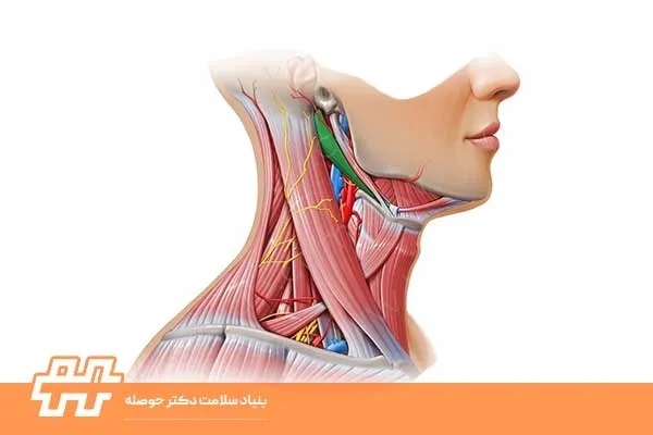 معرفی عضله دیگاستریک (Digastric)