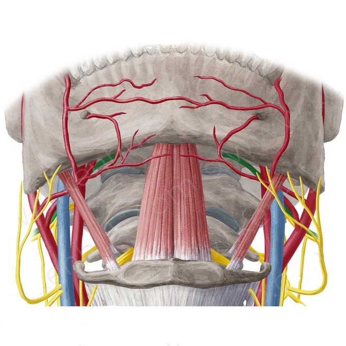 خون رسانی عضله جنیوهایوئید