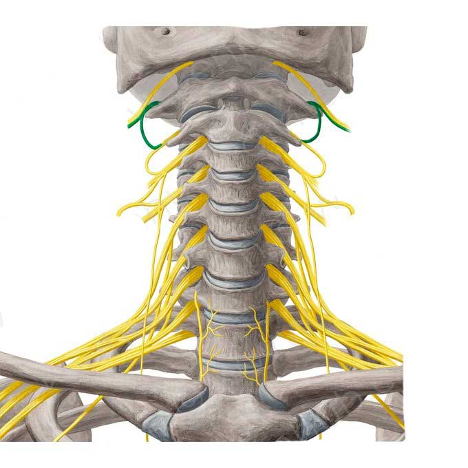 عصب رسانی عضله جنیوهایوئید