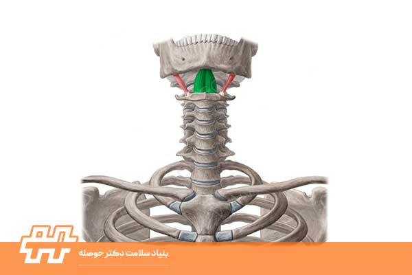 عضله جنیوهایوئید