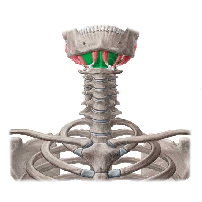مایلوهایوئید