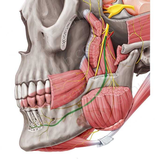 مایلوهایوئید