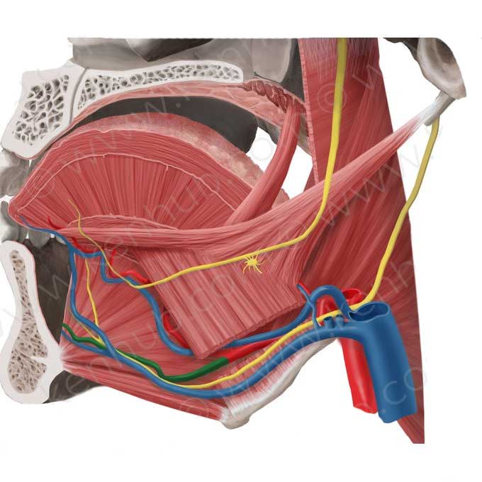 مایلوهایوئید