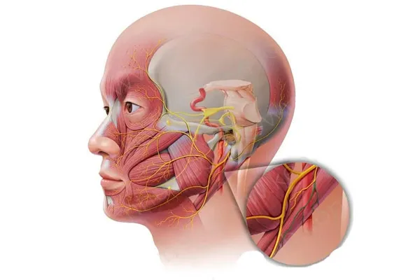 عضله دیگاستریک