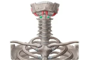 عضله دیگاستریک