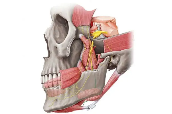 عضله دیگاستریک
