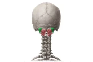 معرفی عضله ساب اکسیپیتال (Suboccipital)