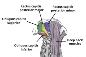 عضله سمی‌اسپاینالیس