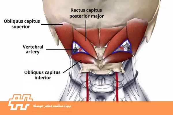 عضله سمی‌اسپاینالیس