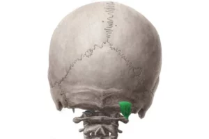 معرفی عضله فلکسورهای عمقی گردن (Neck Deep Flexors)