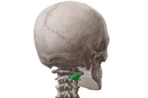 معرفی عضله فلکسورهای عمقی گردن (Neck Deep Flexors)