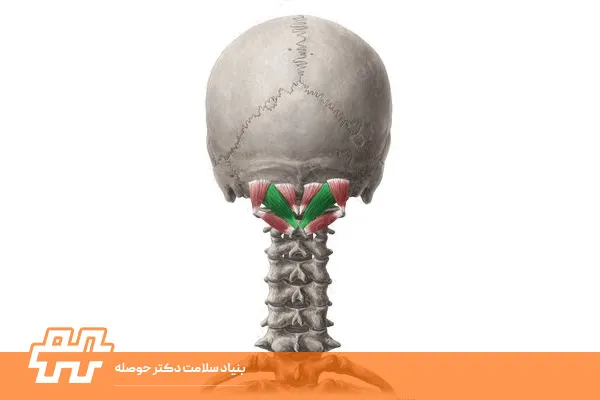معرفی عضله فلکسورهای عمقی گردن (Neck Deep Flexors)