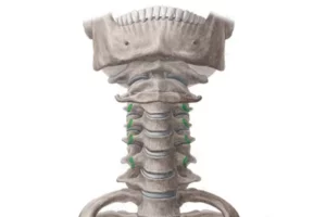 عضله لانگوس کاپیتیس