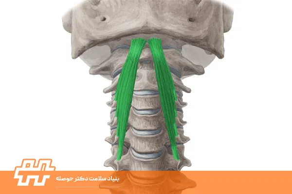 عضله لانگوس کاپیتیس