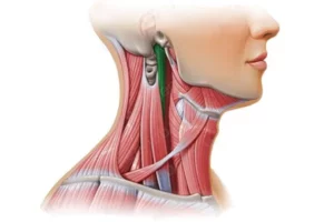 عضله لانگوس کاپیتیس