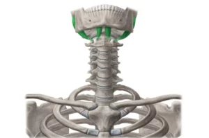 معرفی عضله لانگوس کولی (Longus colli)