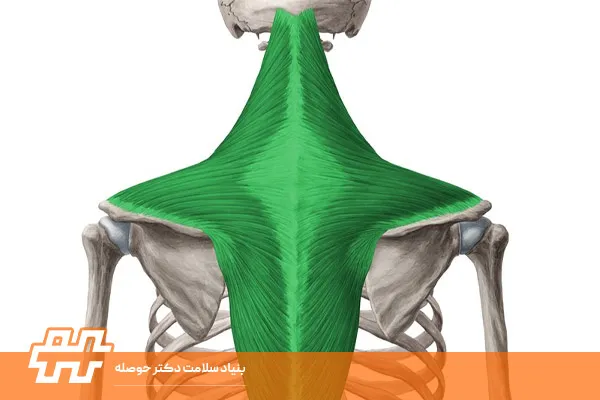 معرفی عضله لور تراپزیوس (Lower trapezius)
