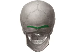 معرفی عضله لور تراپزیوس (Lower trapezius)