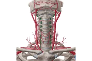 معرفی عضله لانگوس کولی (Longus colli)