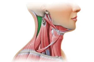 معرفی عضله اسپلنیوس کاپیتیس (Splenius capitis)