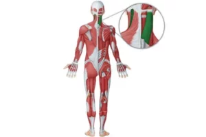 معرفی عضله اسپلنیوس کاپیتیس (Splenius capitis)