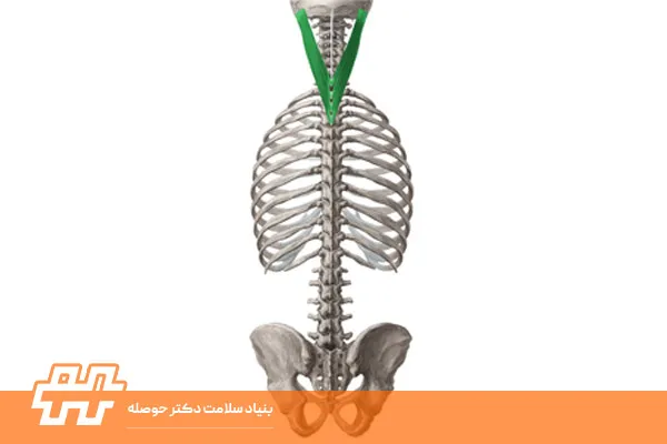 معرفی عضله اسپلنیوس کاپیتیس (Splenius capitis)
