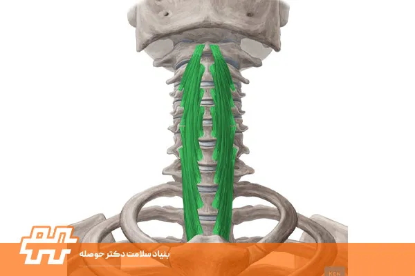 معرفی عضله لانگوس کولی (Longus colli)