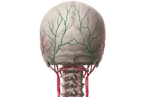 معرفی عضله لور تراپزیوس (Lower trapezius)
