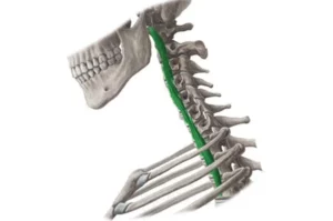 معرفی عضله لانگوس کولی (Longus colli)