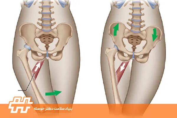 چرخش خارجی لگن