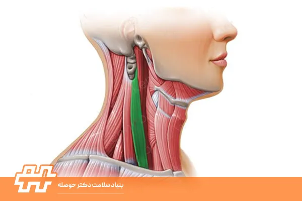 معرفی عضله اسکالن میانی (Scalenus medius)