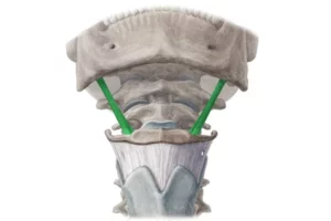عضله تیروهیوئید