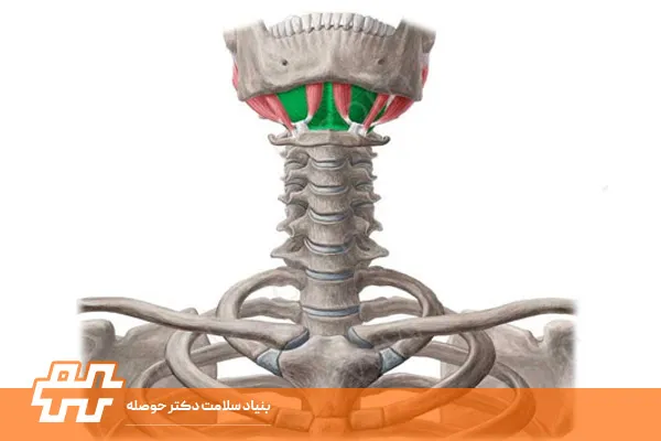 عضله تیروهیوئید