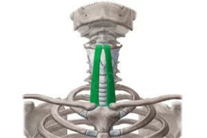 عضله تیروهیوئید