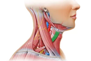 عضله تیروهیوئید