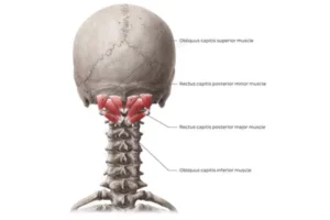 عضله رکتوس کپیتوس پوستر مینور