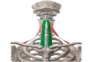 معرفی عضله اِسترنوهویوئید Sternohyoid