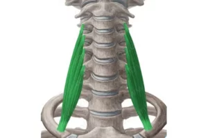 معرفی عضله اسکالن قدامی