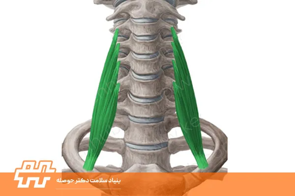 معرفی عضله اسکالن خلفی