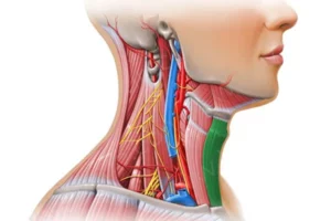 معرفی عضله اِسترنوهویوئید Sternohyoid