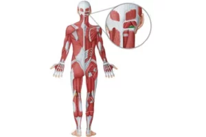 عضله ابلیکوس کپیتوس اینفریور