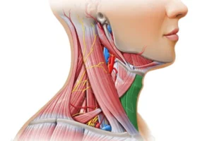 معرفی عضله اِسترنوهویوئید Sternohyoid