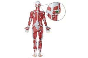 معرفی عضله ابلیکوس کپیتوس سوپریور (Obliquus Capitis Superior)