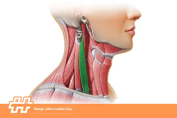عضله اسکالن خلفی