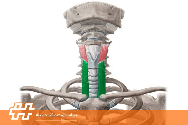 معرفی عضله استرنو-تایروئید