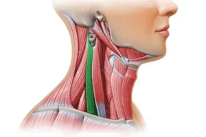 عضله اسکالن خلفی